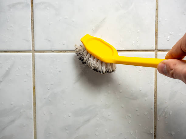Best Health and Safety Mold Remediation in Elmwood, IL