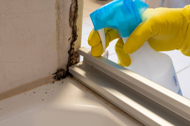 Best Emergency Mold Remediation in Elmwood, IL