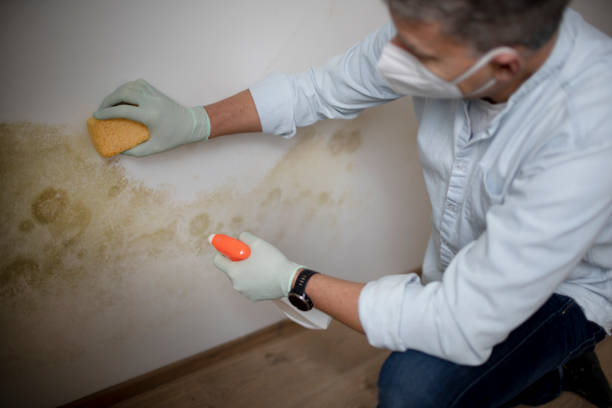 Best Industrial Mold Remediation in Elmwood, IL