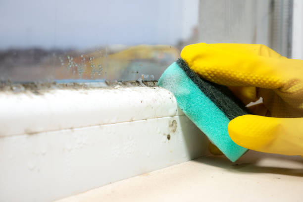 Best White Mold Remediation in Elmwood, IL