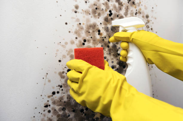 Best Mold Testing and Inspection Services in Elmwood, IL