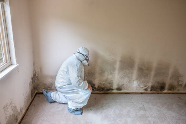 Best Attic Mold Remediation in Elmwood, IL