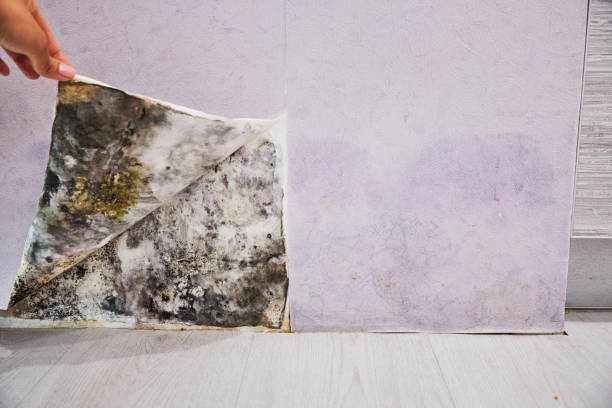 Best Black Mold Remediation in Elmwood, IL